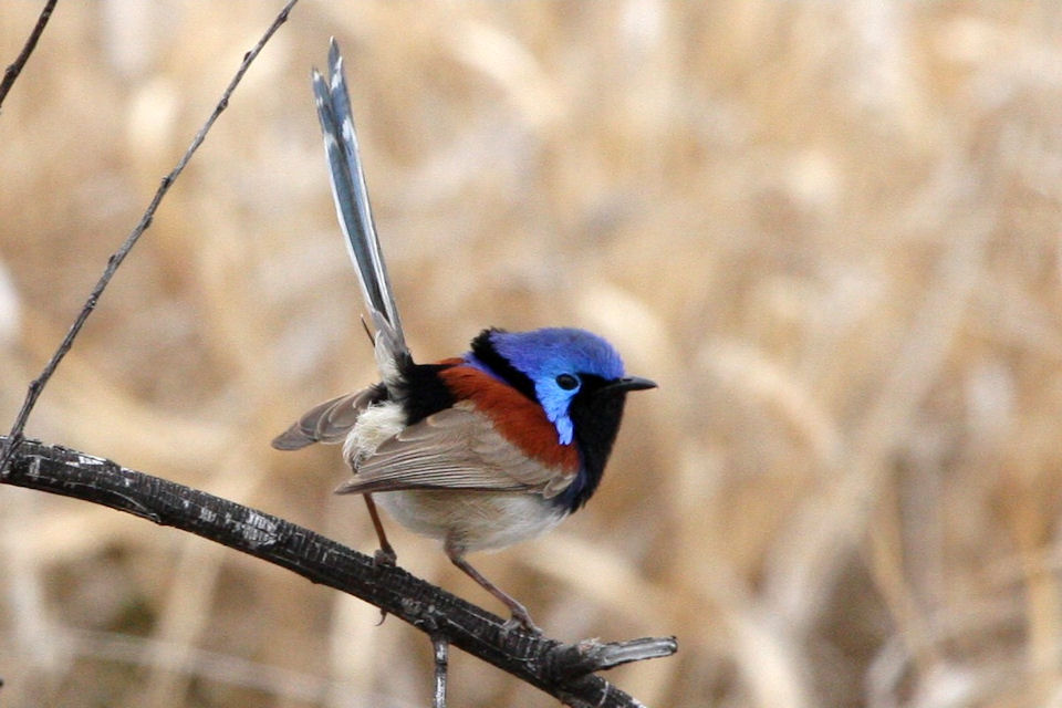 Variegated Fairy-wren (Malurus lamberti)